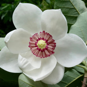 Flower Seeds, Seeds,Seeds For Planting,Plant Seeds