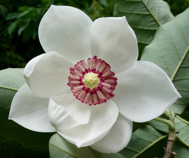 Flower Seeds, Seeds,Seeds For Planting,Plant Seeds