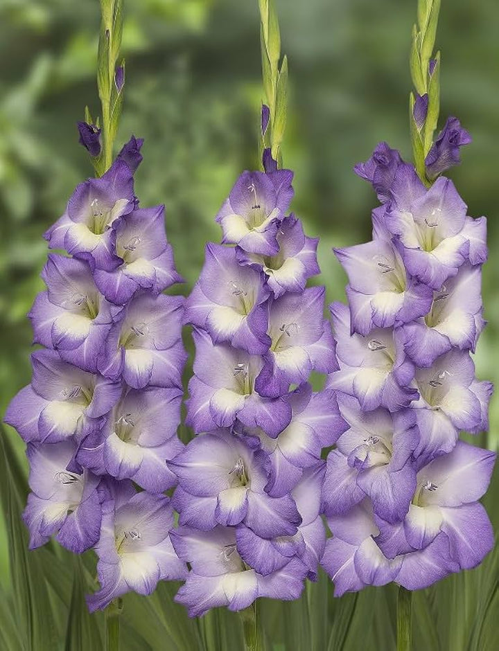 Light Violet Gladiolus Flower Seeds for Planting – Heirloom, Non-GMO High Germination Blooms