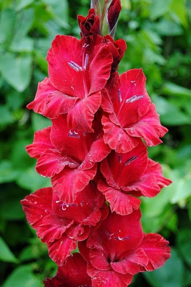 Deep Red Gladiolus Flower Seeds – Drought Tolerant, Heirloom &amp; Non-GMO Seeds for Home Garden