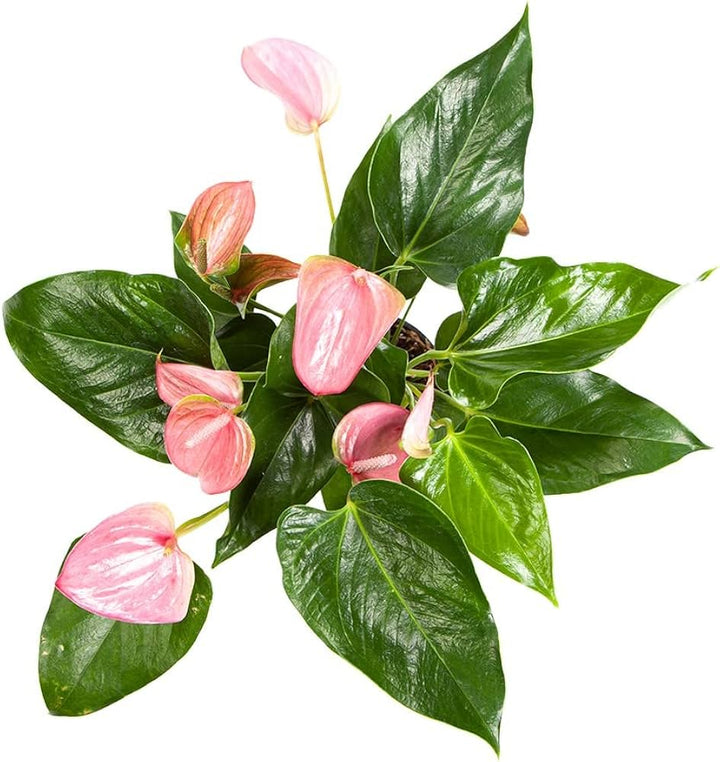 Soft Pink Anthurium Flower Seeds for Planting – Heirloom, Non-GMO, Wildflower Mix, High Germination