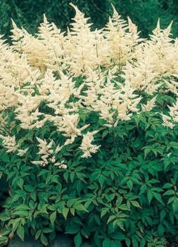 Flower Seeds, Seeds,Seeds For Planting,Plant Seeds