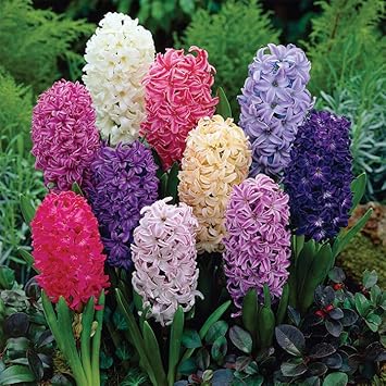 Flower Seeds, Seeds,Seeds For Planting,Plant Seeds