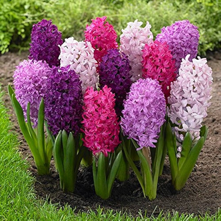 Hyacinth Flower Seeds for Planting – Heirloom Non-GMO, High Germination Organic Garden Seeds