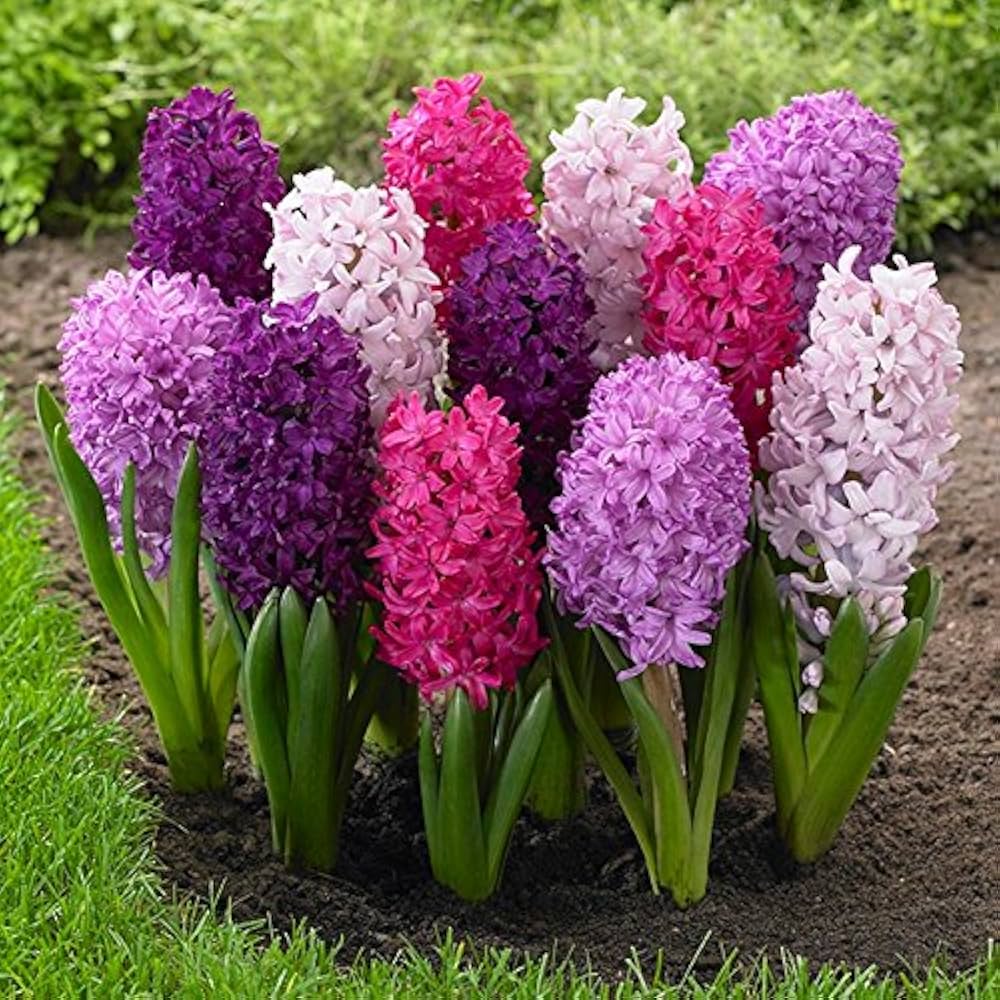 Hyacinth Flower Seeds for Planting – Cut Flower Favorite, Heirloom Non-GMO Organic Garden Seeds