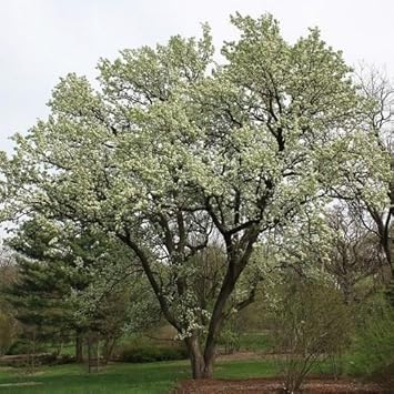 Flower Seeds, Seeds,Seeds For Planting,Plant Seeds