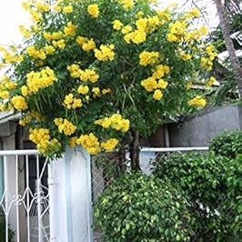 Flower Seeds, Seeds,Seeds For Planting,Plant Seeds