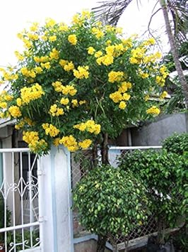Flower Seeds, Seeds,Seeds For Planting,Plant Seeds