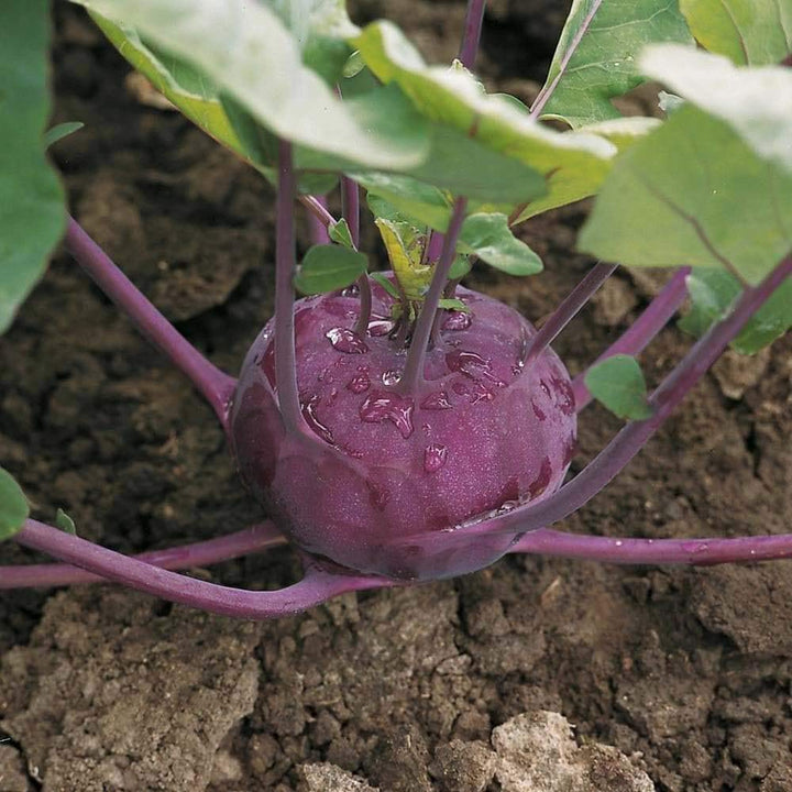 Pink Kohlrabi flower seeds for planting - Heirloom & Non-GMO Garden Seeds