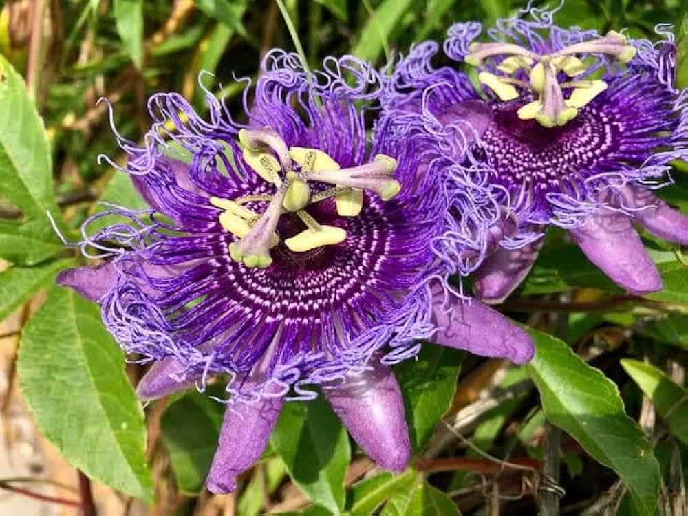 Yellow Violet Passion Flower Seeds for Planting – Compact Growth, Heirloom, Non-GMO Home Garden