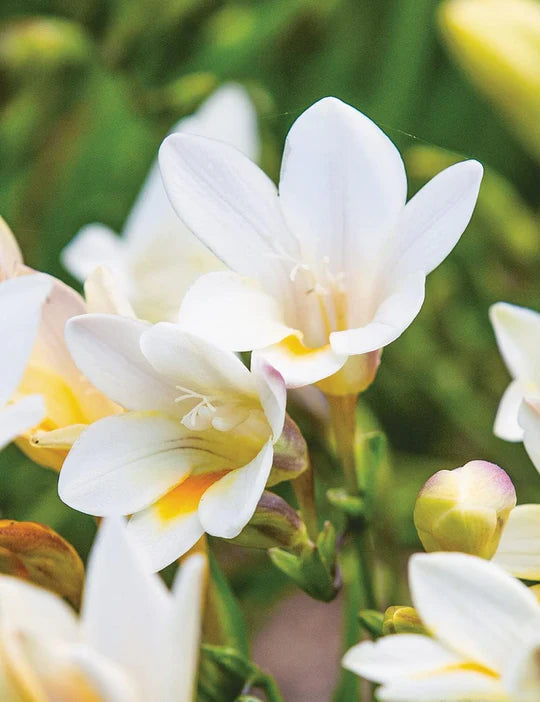 Freesia Flower Seeds for Planting – Heirloom, Non-GMO, High Germination Cut-Flower Favorite
