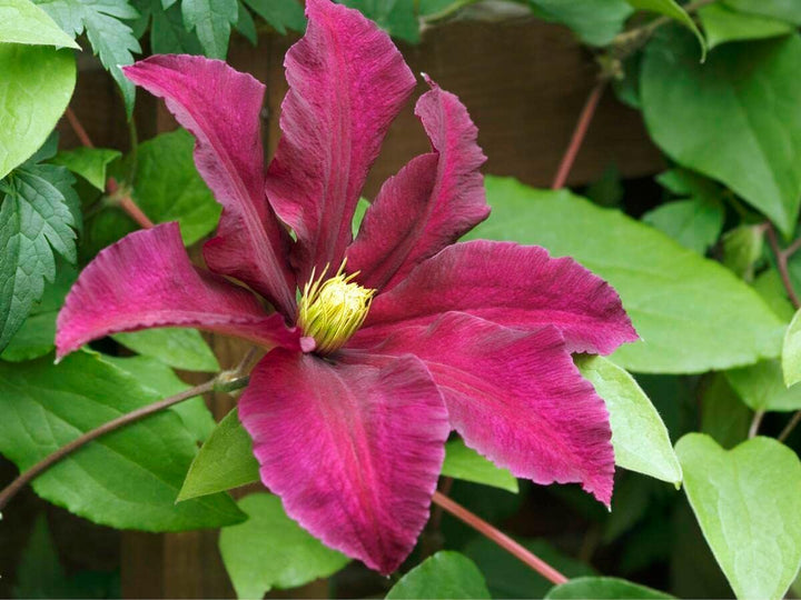 Flower Seeds, Seeds,Seeds For Planting,Plant Seeds