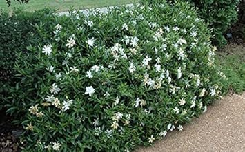 White Jasminoides Flower Seeds for Planting – Hardy Variety, Heirloom, Non-GMO Seeds for Home Garden
