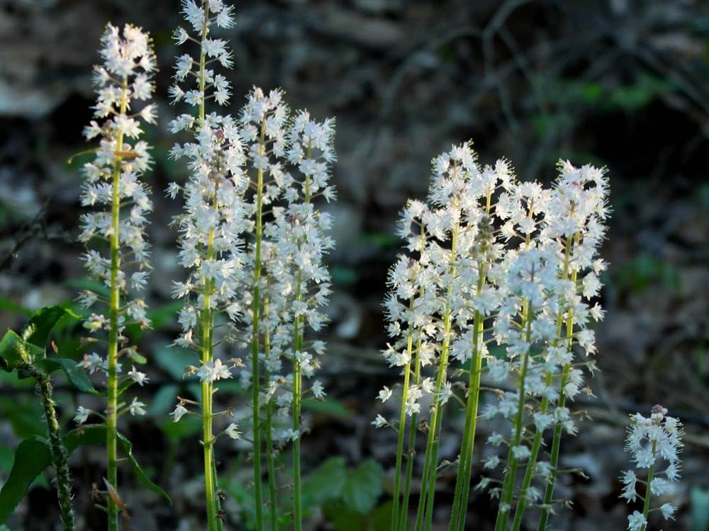 Flower Seeds, Seeds,Seeds For Planting,Plant Seeds