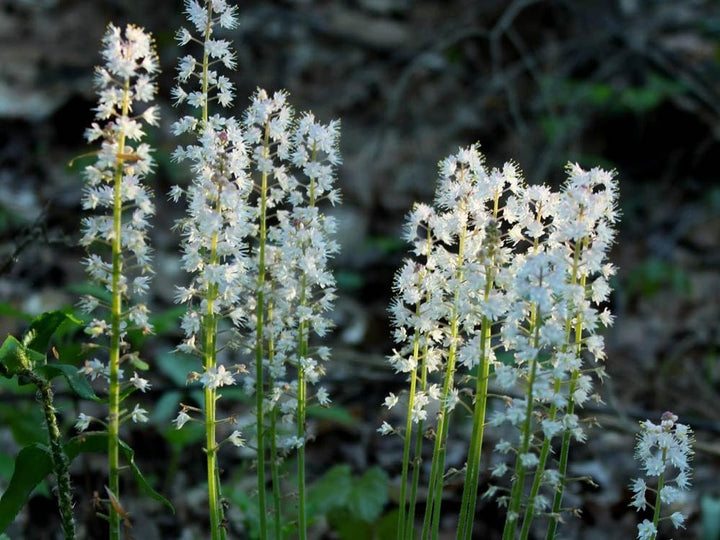 Flower Seeds, Seeds,Seeds For Planting,Plant Seeds