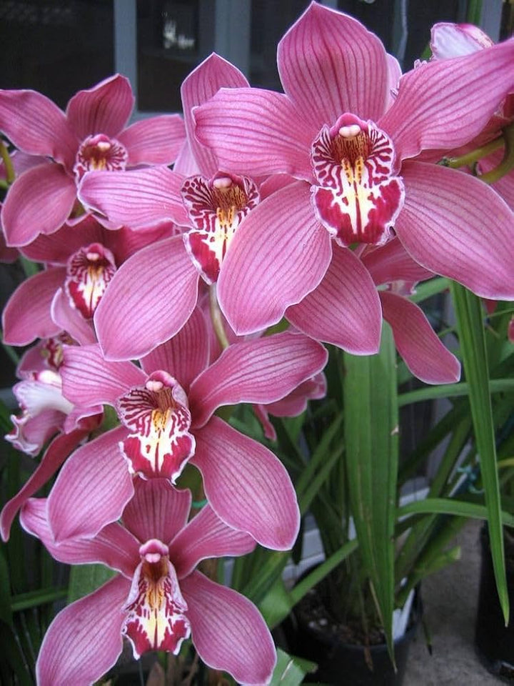 Nema Cymbidium Orchid Flower Seeds for Planting – Heirloom Non-GMO, High Germination Organic Garden Seeds