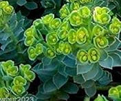 Flower Seeds, Seeds,Seeds For Planting,Plant Seeds