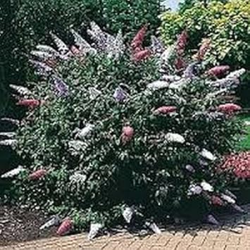 Flower Seeds, Seeds,Seeds For Planting,Plant Seeds