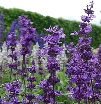 Flower Seeds, Seeds,Seeds For Planting,Plant Seeds