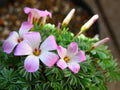 White Pink Oxalis Laciniata Flower Seeds for Planting – Long Bloom Season, Heirloom, Non-GMO, Organic Garden Seeds