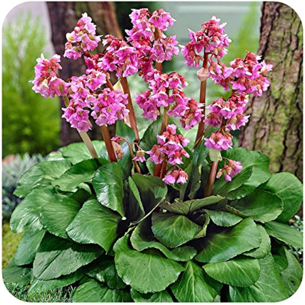 Bergenia Flower Seeds for Planting | Heirloom Non-GMO Organic Garden Seeds, Wildflower Mix, High Germination