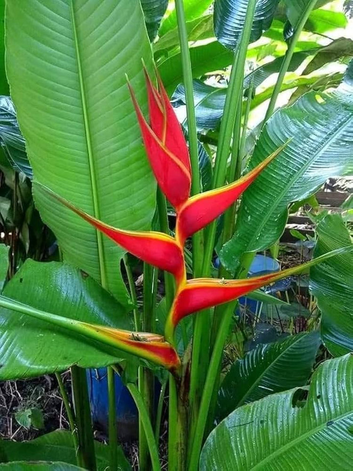 Heliconia Pogonantha Flower Seeds for Planting – Heirloom Non-GMO, High Germination Organic Garden Seeds