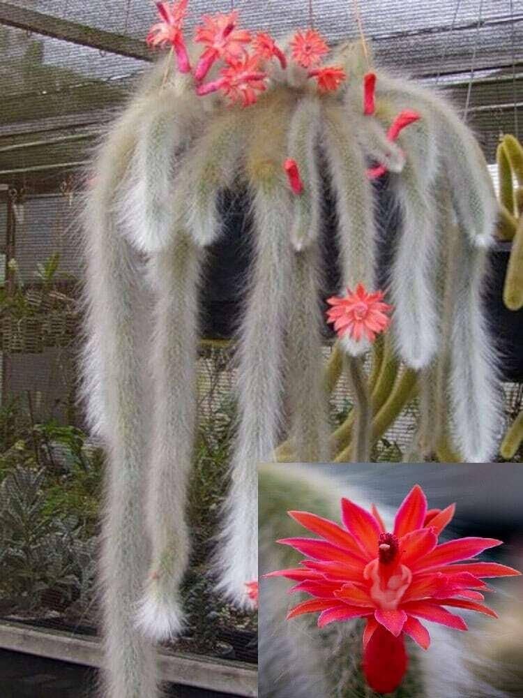 Monkey Tail Cactus Flower Seeds for Planting – Heirloom Non-GMO Seeds for Home Garden
