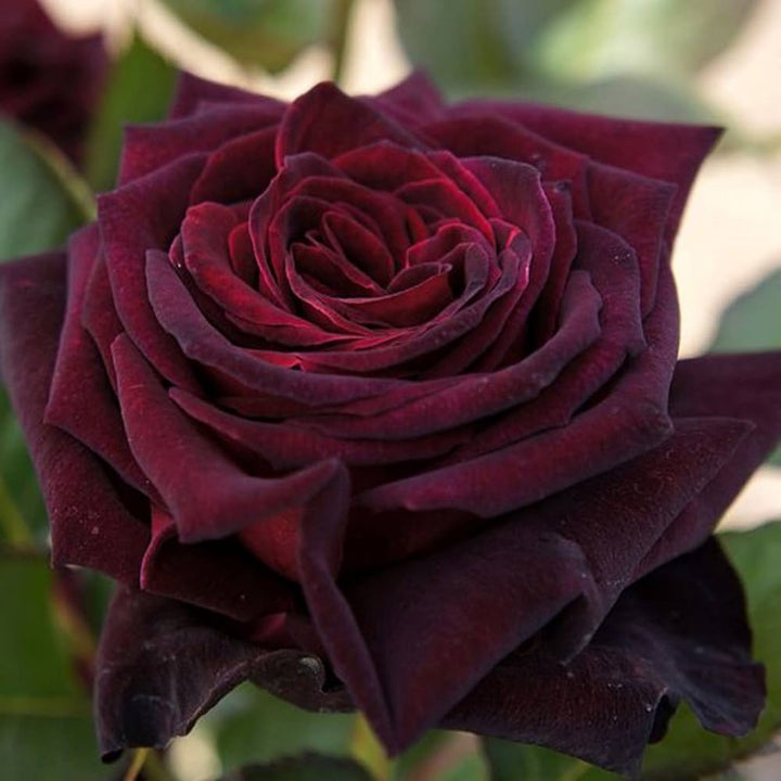 Rare Black Grafted Red Climbing Rose Flower Seeds for Planting | Heirloom, Non-GMO, High Germination