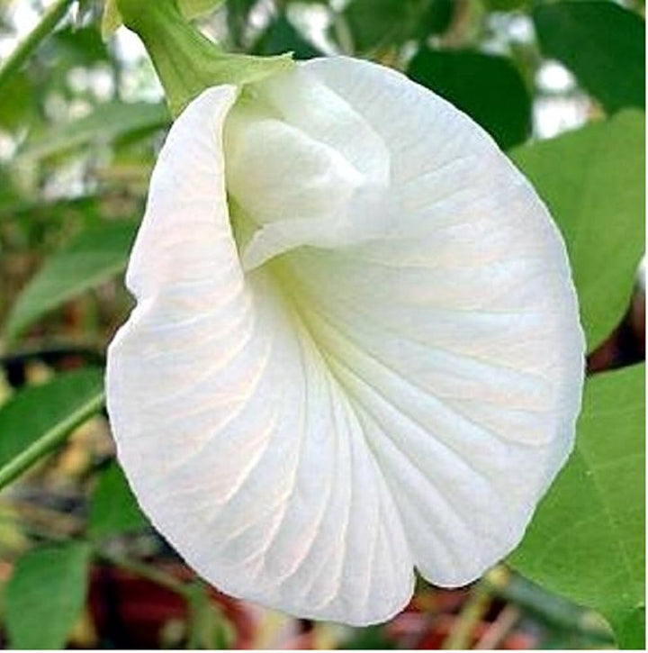 Flower Seeds, Seeds,Seeds For Planting,Plant Seeds