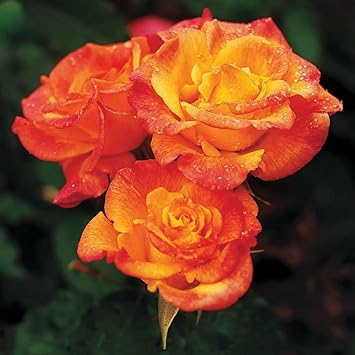 Flower Seeds, Seeds,Seeds For Planting,Plant Seeds