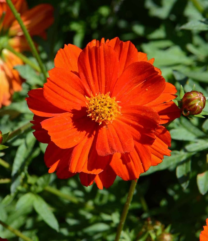 Cosmos Red Flower Seeds for Planting – Heirloom Non-GMO, High Germination Organic Garden Seeds