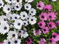 Mixed Osteospermum Flower Seeds for Planting – Heirloom Non-GMO, High Germination, Compact Growth
