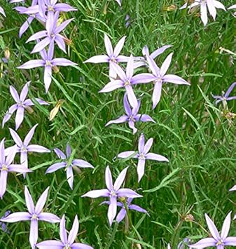 Violet Isotoma Axillaris Flower Seeds for Planting – Starry Blue Blooms for Gardens & Pots