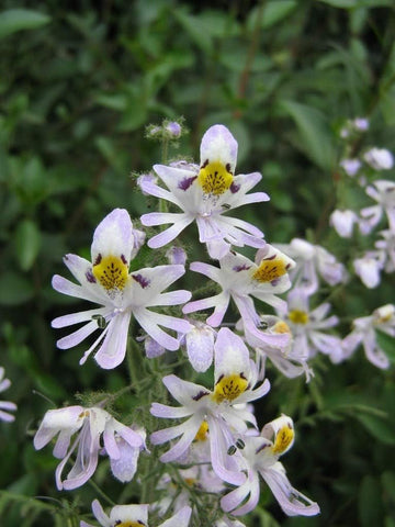 Flower Seeds, Seeds,Seeds For Planting,Plant Seeds