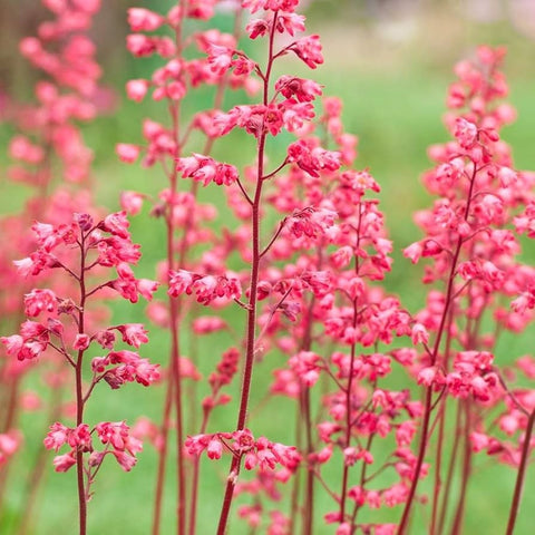 Flower Seeds, Seeds,Seeds For Planting,Plant Seeds