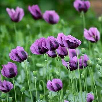 Flower Seeds, Seeds,Seeds For Planting,Plant Seeds