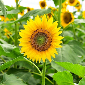 Flower Seeds, Seeds,Seeds For Planting,Plant Seeds