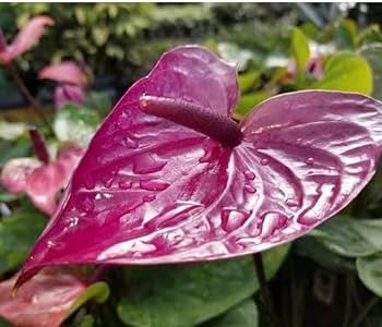 Dark Violet Anthurium Flower Seeds for Planting – Heirloom, Non-GMO, Wildflower Mix, High Germination