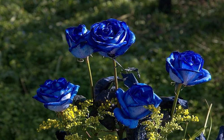 Blue Germany Rose Flower Seeds for Planting – Heirloom, Non-GMO, High Germination Organic Garden Seeds