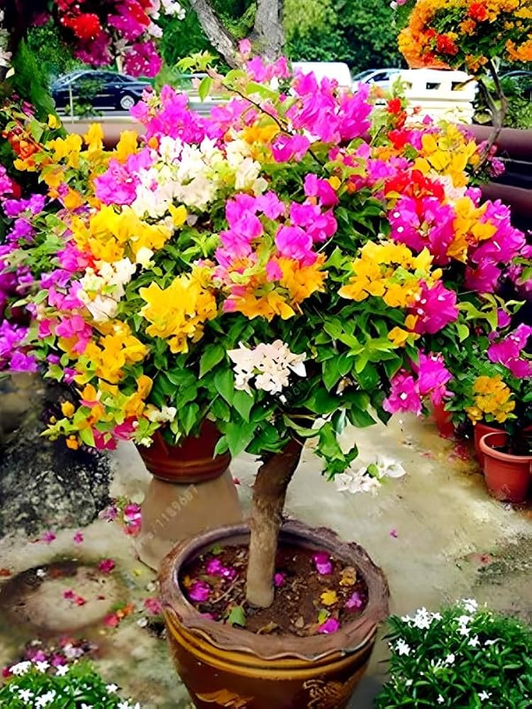 Bougainvillea Flower seeds for Planting - Long Bloom Season, Heirloom & GMO Free Seeds for Home Garden, High Germination Organic Garden Seeds