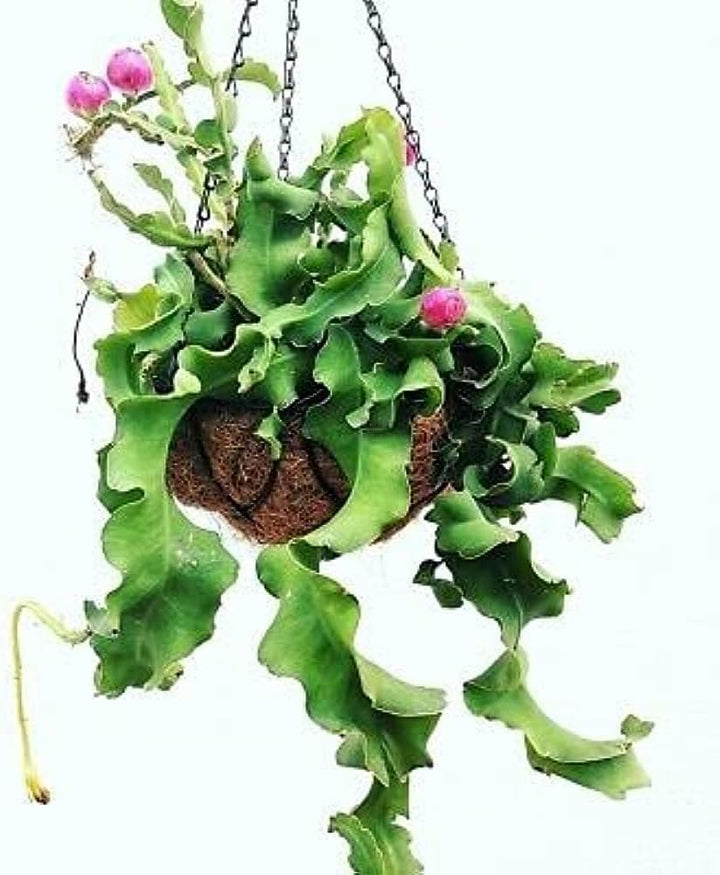 Guatemalan Monstrose Plant Seeds for Planting – Exotic Ornamental Cactus Variety