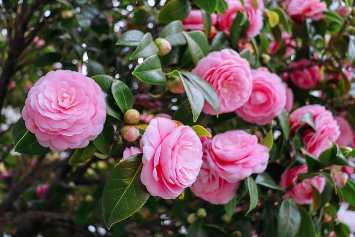 Pink Camellia Flower Seeds for Planting – Premium Quality Heirloom Non-GMO Seeds for Home Garden