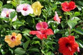 Multi-Colour Hibiscus Flower Seeds for Planting – Heirloom, Non-GMO Hardy Organic Garden Seeds