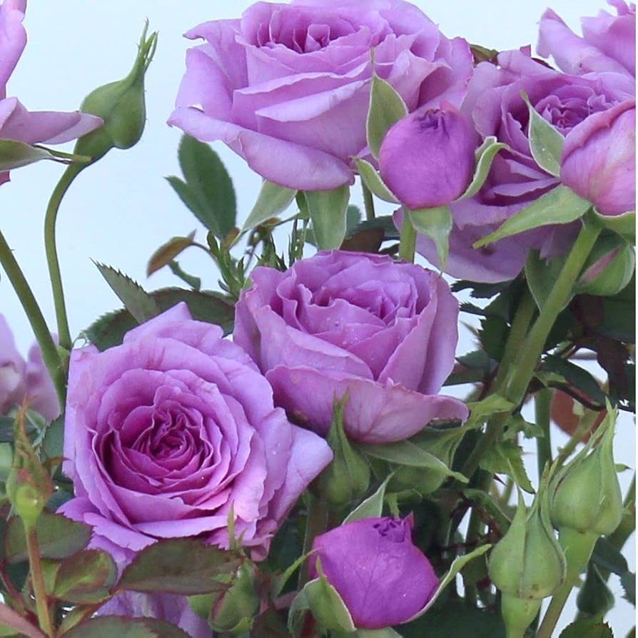 Semillas De Rosas Flower Seeds for Planting – Wildflower Mix, Heirloom, Non-GMO, High Germination Seeds