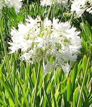 Flower Seeds, Seeds,Seeds For Planting,Plant Seeds