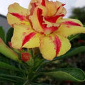 Yellow Red Bellfarm Flower Seeds for Planting | Heirloom Non-GMO High Germination Organic Garden Seeds