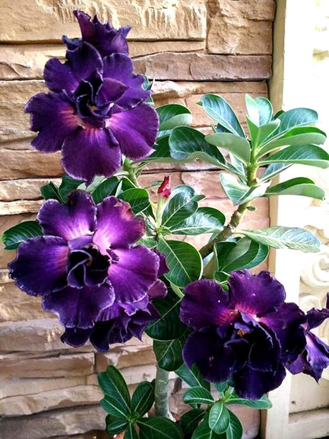 Violet Pink Adenium Obesum Flower Seeds for Planting – Heirloom, Non-GMO, High Germination, Sun-Loving