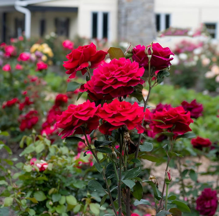 Hybrid Tea Rose Flower Seeds for Planting – Heirloom, Non-GMO, High Germination