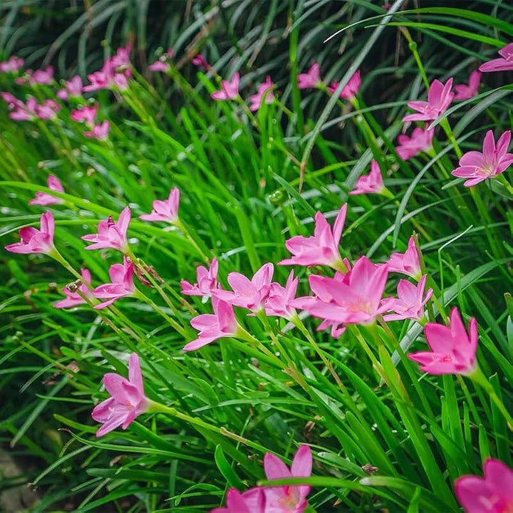Zephyranthes Carinata Flower Seeds for Planting – Heirloom, Non-GMO, High Germination Organic Garden Seeds