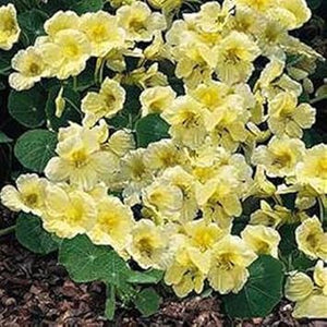 Flower Seeds, Seeds,Seeds For Planting,Plant Seeds